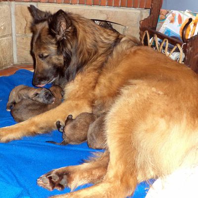 les bébés de Dyxie qui appartient à ma fille sont nés