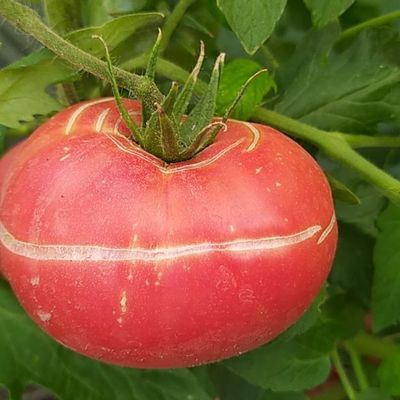 Pourquoi mes tomates éclatent avant de mûrir... et peut-on les manger quand même ?