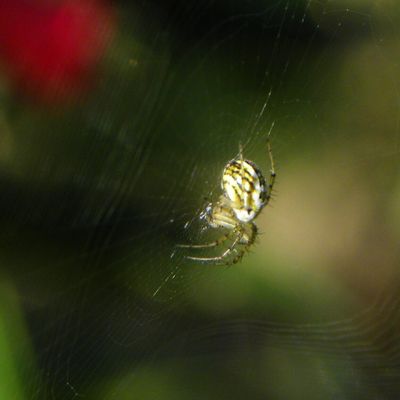Une argiope frelon ?