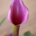 Zantedeschia