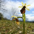 Chasse aux orchidées sauvages du 31 mars et du 1er avril 2018