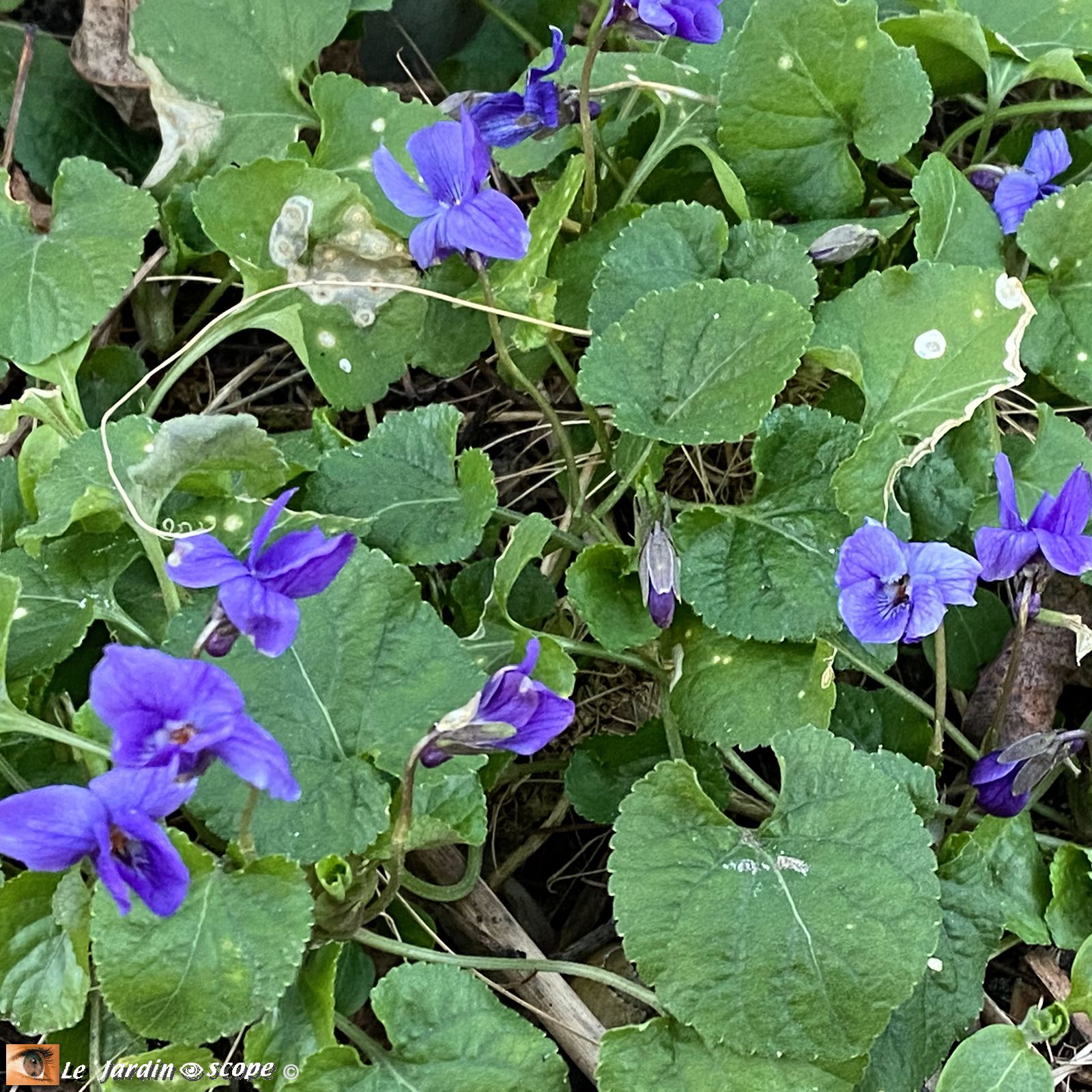 Violettes sauvages • Viola odorata