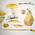 planche botanique, aquarelle jaune