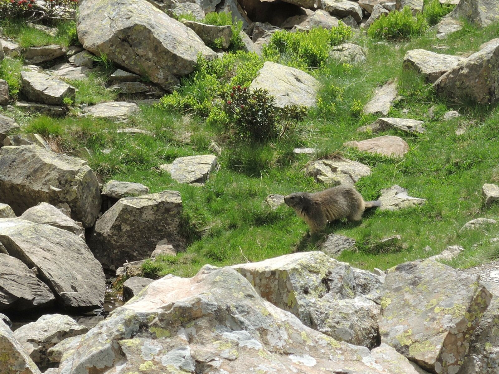 Lac de Peyreget, rando Pombie-Peyreget, descente vers le lac, marmotte. (64)