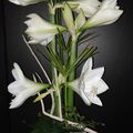 Compo Amaryllis blancs