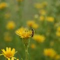 Posé sur une fleur.