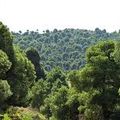 Célébration de la Journée Mondiale de l’arbre 21