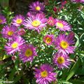 La floraison des asters prend la relève en fin d'été