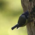 mésange bleue