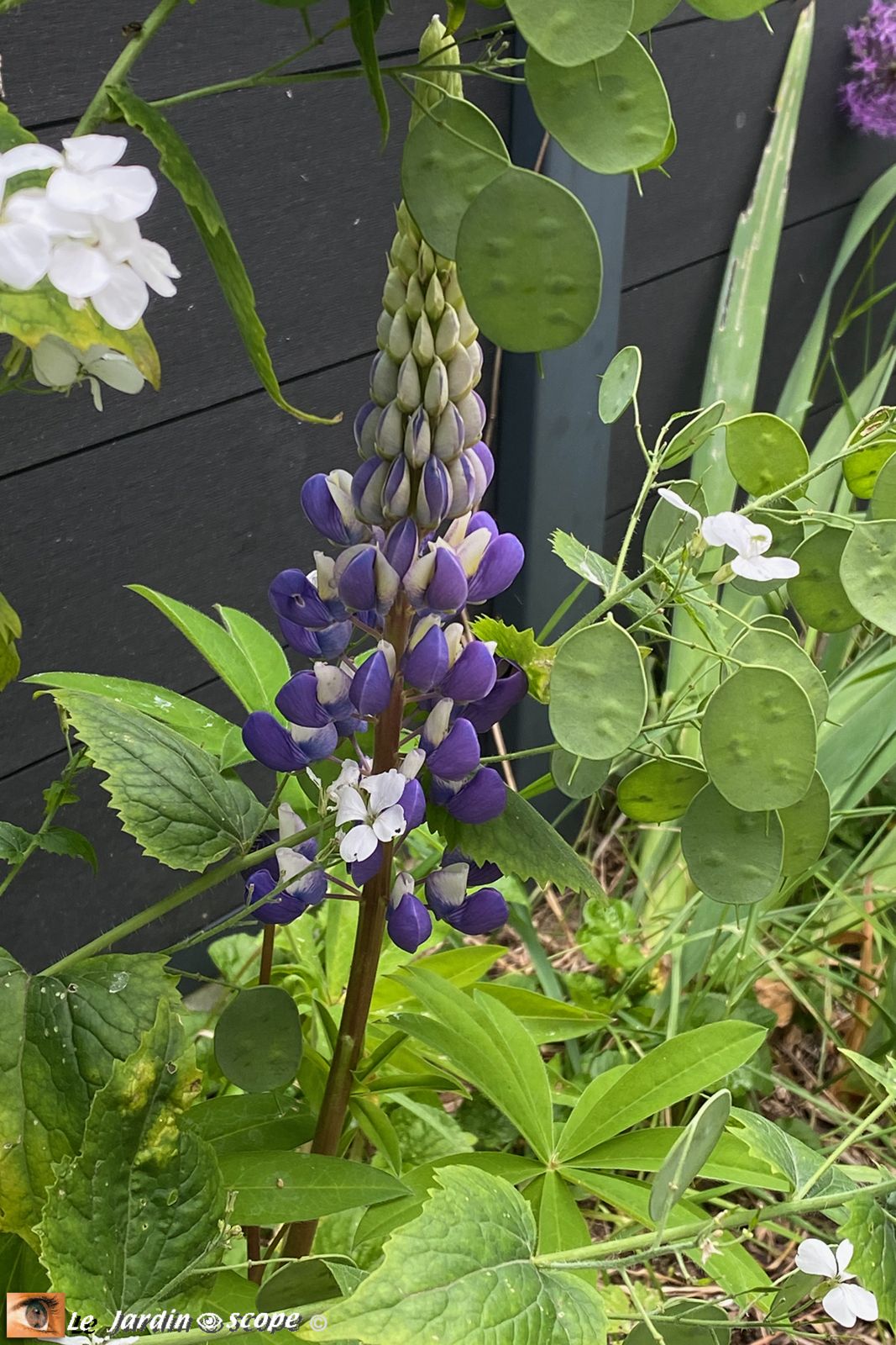Lupin hybride