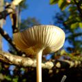 Sous les jupes des champignons