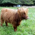 Highland / race bovine écossaise