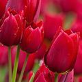 Des tulipes rouges