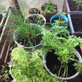 Mon balcon : Nouveau nom, nouvelles plantes et quelques nouvelles