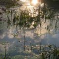 Etang soleil couchant