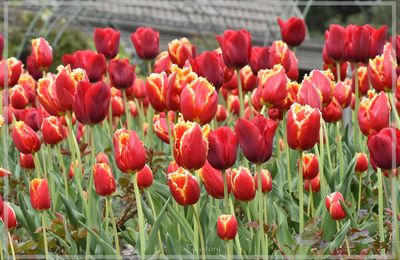 La tulipe