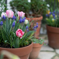 La nature est partout chez nous; et c’est peu dire… ! Cap vers le printemps.... 