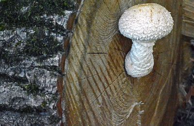 Un champignon inféodé aux peupliers....