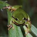 Rainette verte - hyla arborea