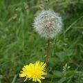 Pissenlit des fleurs aux graines