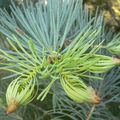 Le sapin de Colorado , Abies concolor , pinacées , arbre d'ornement 