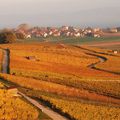 cet automne les vignes de par chez moi 