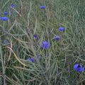 La beauté des bleuets