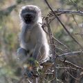 Portraits du singe vervet