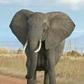 L'histoire de l'éléphant