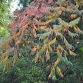 Couleurs et fleurs du jardin 