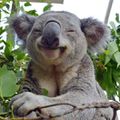 Petit Koala.