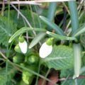 - UN AIR DE PRINTEMPS - perce-neige -