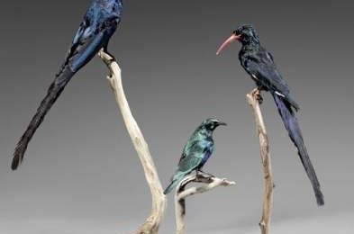 Irrisor moqueur, Choucador pourpre, Spreo royal, Calao à bec noir, Calao à bec rouge, Gonolek de Barbarie & Barbican à poitrine 