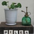 PILEA PEPEROMIOIDES