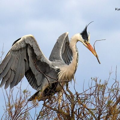Plumage nuptial du héron cendré