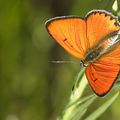 Le cuivré des marais (Lycaena dispar)