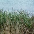 Plantes de bord de mer