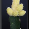 Photos Cactus