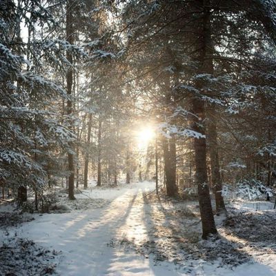 La forêt en hiver