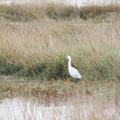 AIGRETTE GARZETTE