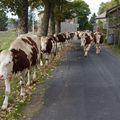 Les vaches et génisses