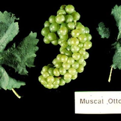 Le cépage muscat ottonel. Seule Alsace. En 1852.