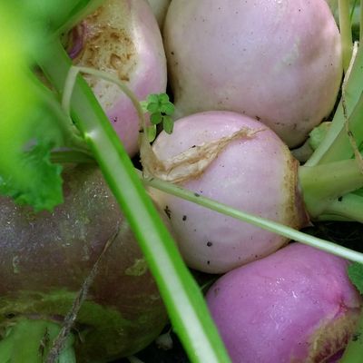 Oh mes beaux navets !