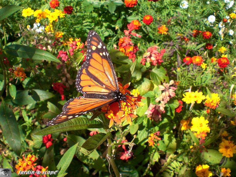 Danaus-plexippus • Papillon Monarque