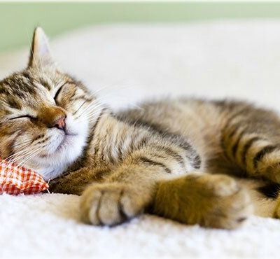 LA GARDE D'ANIMAUX EN FAMILLE AVEC ANIMAUTE!