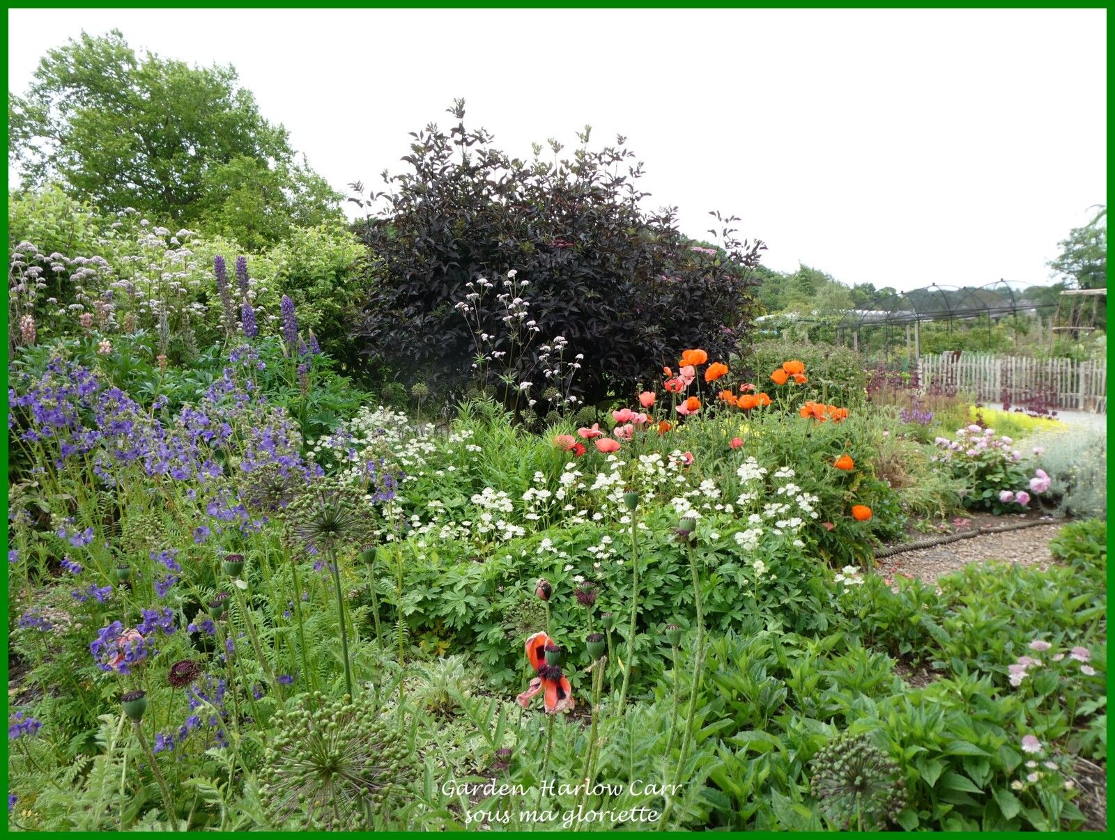 Les jardins de Harlow Carr; YORKSHIRE, Angleterre - 1ère partie/2