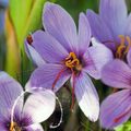 Crocus Sativus : pour la production du Safran