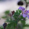 GERANIUM