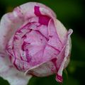 L'enivrante senteur de la rose anglaise variété ancienne 