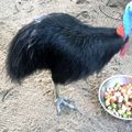 22 novembre 2013 : Port Douglas Zoo / Gorges de Mosman / Forêt pluviale de Cap Tribulation